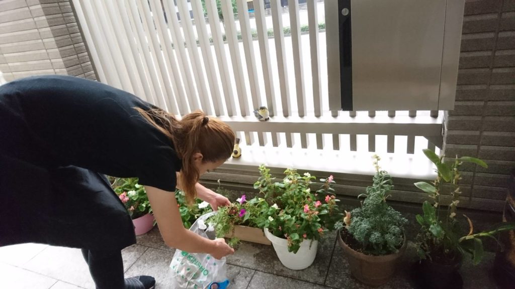 植木