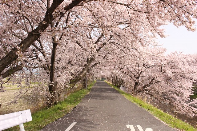 広陵町の桜