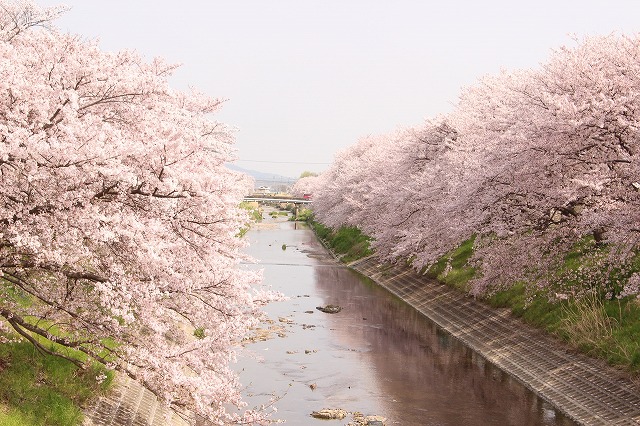 高田川