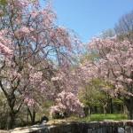 馬見丘陵公園
