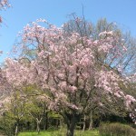 馬見丘陵公園