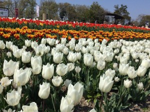馬見丘陵公園
