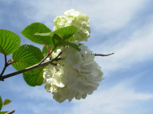 菜の花