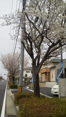 桜満開