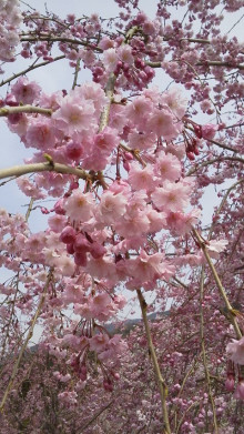 桜満開