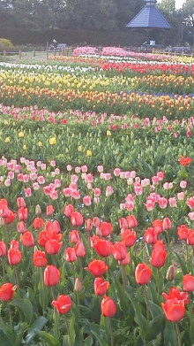 馬見丘陵公園