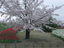 馬見丘陵公園