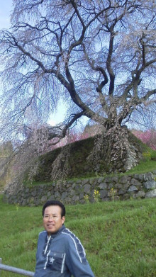 又兵衛桜