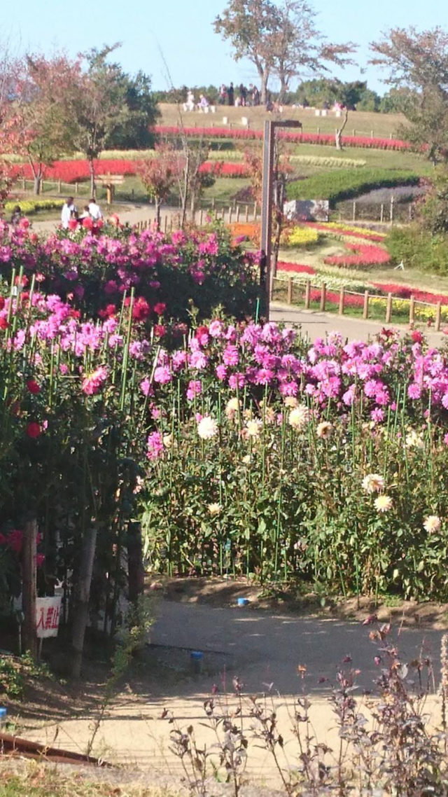 久しぶりに、馬見丘陵公園へ行って来ました☺