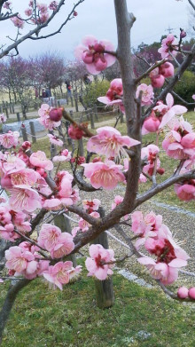馬見丘陵公園は癒し効果抜群です
