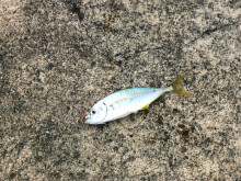 釣り
