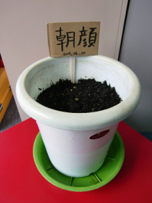 あさがお