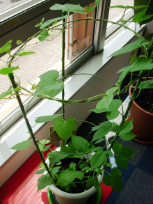 観葉植物