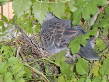 鳩の巣