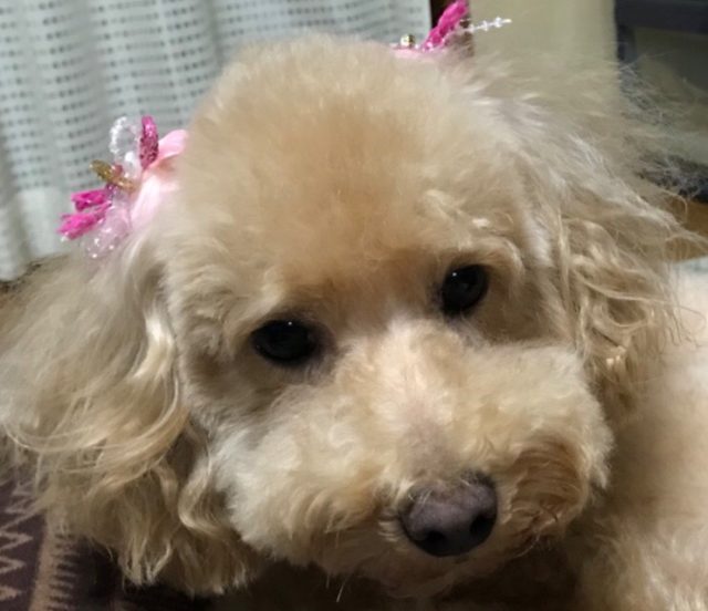おつまみ