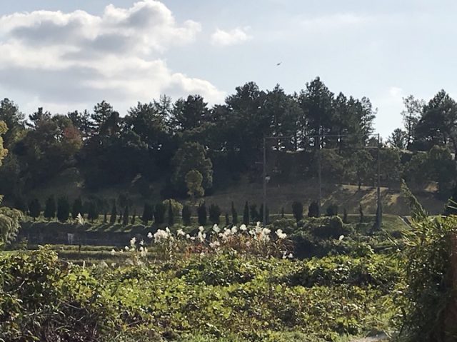 並木道