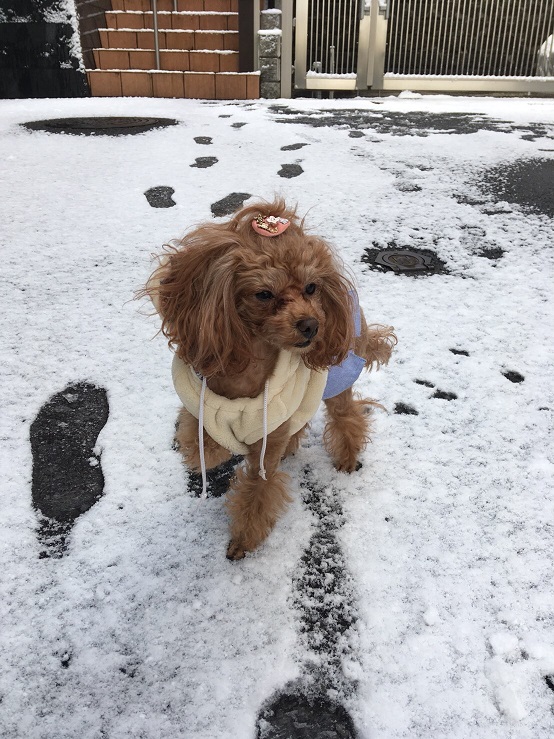 犬