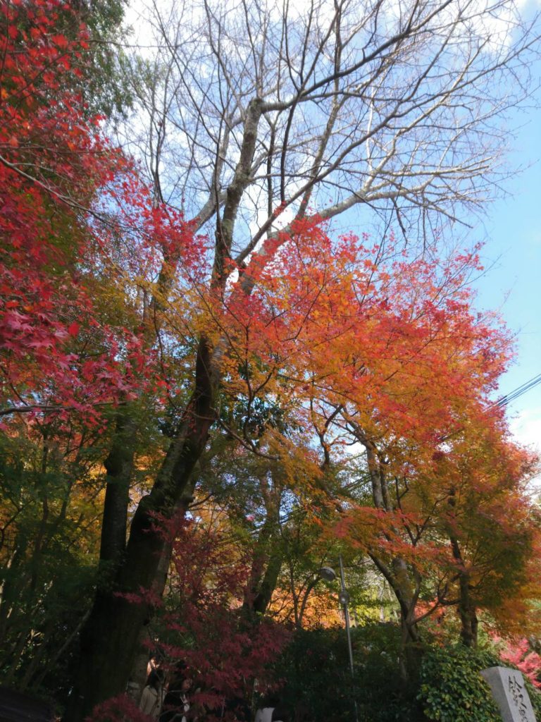 紅葉