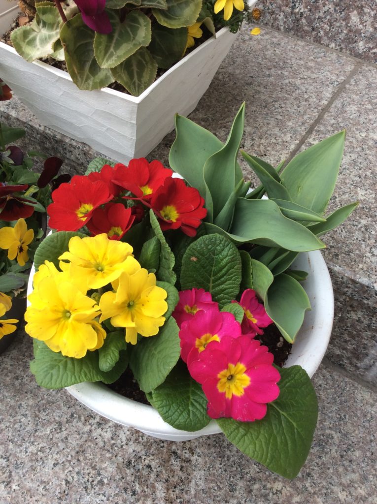 お花